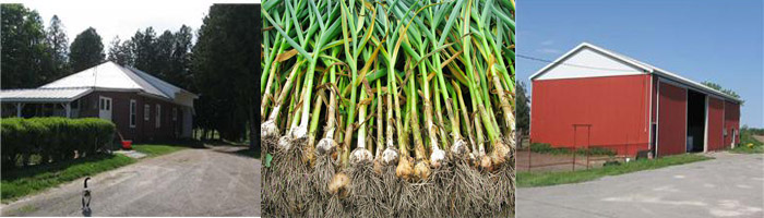 canada garlic farm