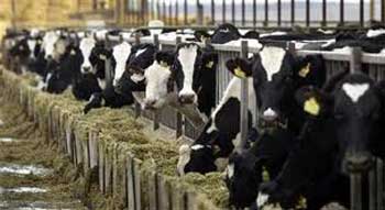 cow farm, milk production, milk industry