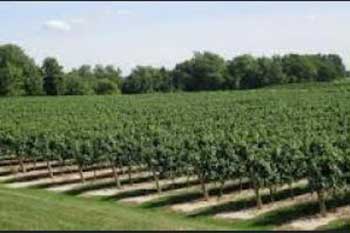 grape farm,grape tree, farm investment