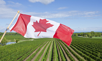 加拿大农业，加拿大葡萄园，加拿大酒庄，加拿大投资，海外移民