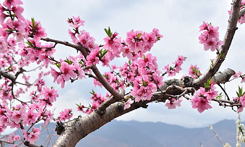 CCAGR2019春：品美酒，赏桃花，探索加拿大农业日