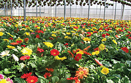 多伦多附近效益好，带三套房的温室花卉农场