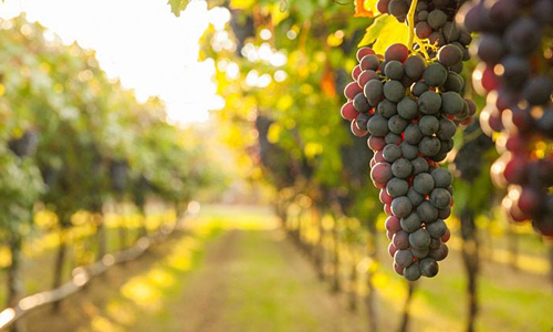 加拿大多伦多大瀑布区可申请建酒庄的葡萄庄园