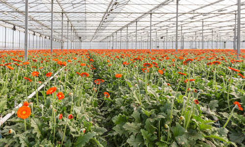 Ontario Greenhouse for Sale