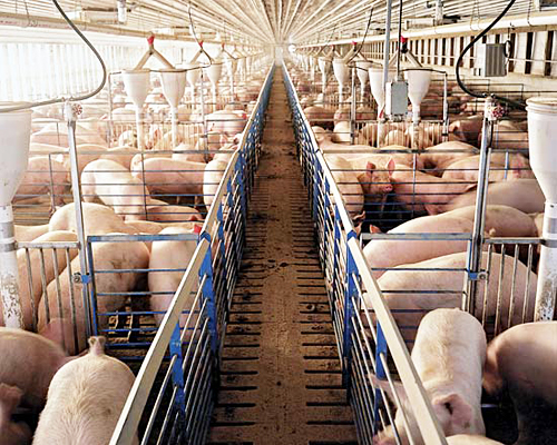 加拿大现代化大型养猪场