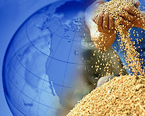 世界粮农组织：全球粮食安全面临严重挑战