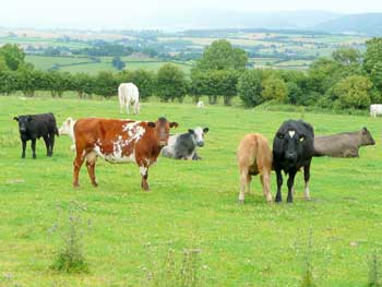 bull farm, farm investment, beef farm