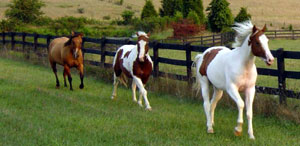 equine,horse,farmland,toronto