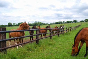 equine,horse,farmland