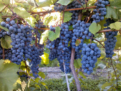 grape farm niagara falls