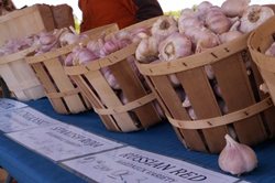 garlic farm canada