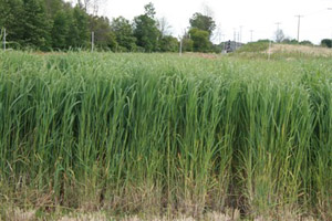 CCAGR，加拿大农场，加拿大移民，投资加拿大, 柳枝稷（Switchgrass）和芒草（Miscanthus）在加拿大的种植前景