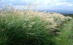 CCAGR，加拿大农场，加拿大移民，投资加拿大, 柳枝稷（Switchgrass）和芒草（Miscanthus）在加拿大的种植前景