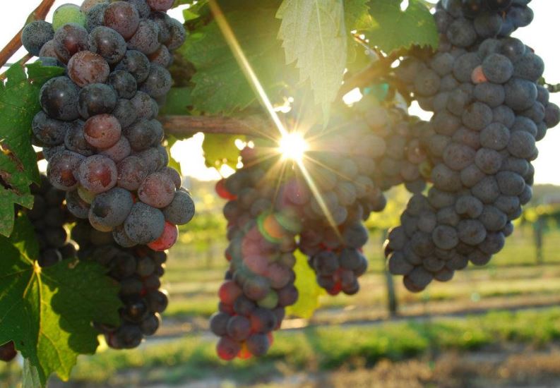 ontario grape farm, farm investment, winery