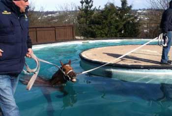 equine pool, horse farm