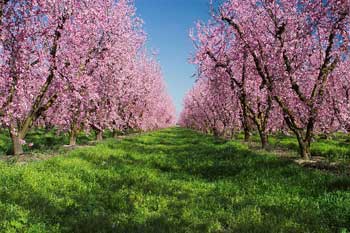 peach flower, Canadian farmland, fruit farm