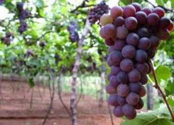 安省葡萄涨价，葡萄酒庄，农场政策