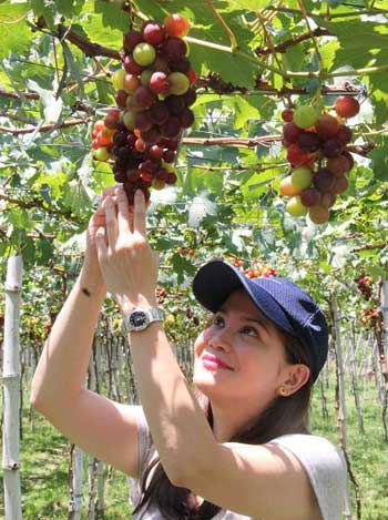 grape farm, pick grape 