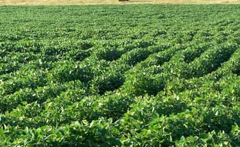 potential farm, soybean farm