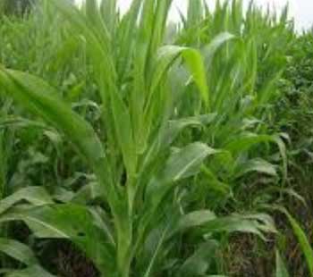 corn farm, soybean farm