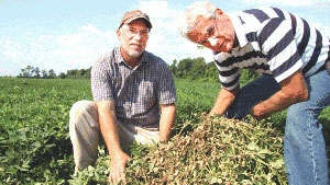 peanut,canada