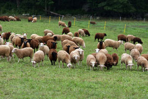 Canadian Farm