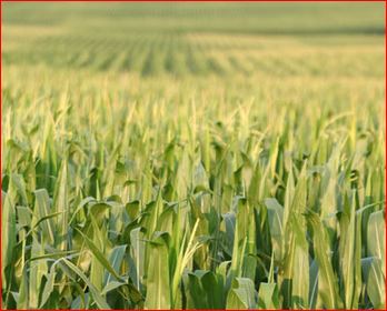 Canadian Farm 