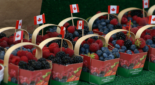 加拿大水果， 加拿大草莓， 加拿大蓝莓