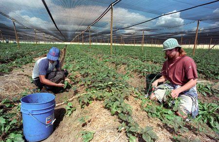 canadian ginseng farm 