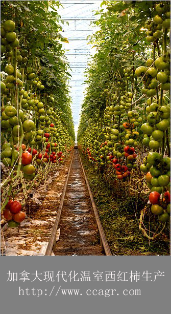 加拿大蔬菜生产， 加拿大西红柿生产