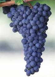 winegrape