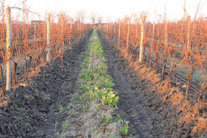 vineyard,tillage radish