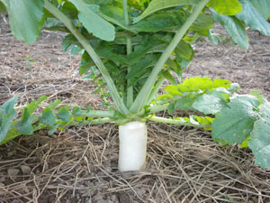 tillage radish, vineyard, icewine