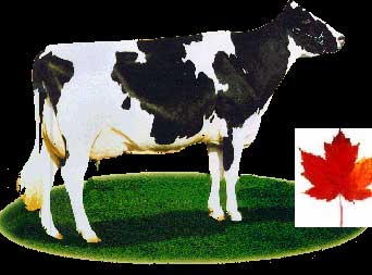 加拿大种牛， 加拿大牛奶