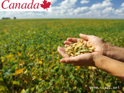 加拿大黄豆， 加拿大大豆